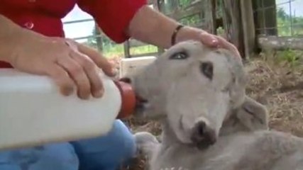 İki Başlı Buzağı