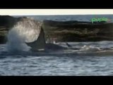 Bacoli (NA) - Cucciolo di balena si spiaggia nel Golfo (21.02.15)
