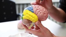 Aufbau und Funktion des menschlichen Gehirns
