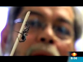 araña peligrosa en  mexico  araña violinista NECROSANTE