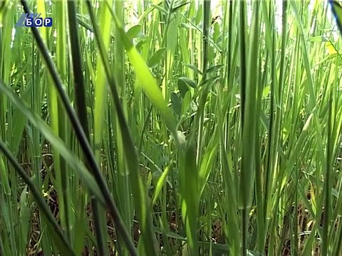 Počela aktivnost krpelja, 02. maj 2015. (RTV Bor)