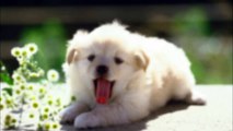 アレ・眠いの？かわいい子犬・癒しわんちゃん集合・トイプードルCute puppy（Cute puppy story-healing doggy set）