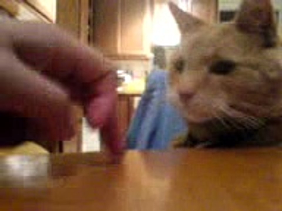 Beg for food