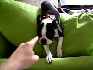 The Original Guilty Boston Terrier