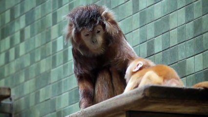 Monkey being cruel to baby Monkey