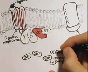 G Protein Signalling