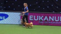 Rescue Dog Agility | Crufts 2015