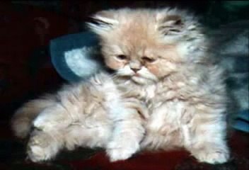 Cutest kittens and cats!!