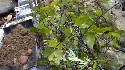 Idaho Gold Prospecting