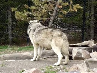 Wolf Howling