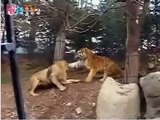 Lions Vs Tigers all fights