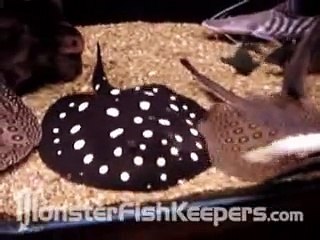 Monster Tank  - Stingray, Clown Loach, Datnoid