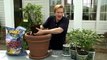 Planting Blueberries in Containers