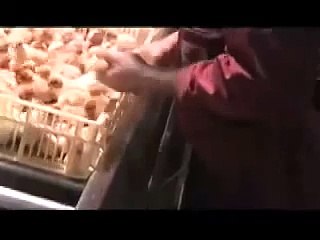 Mangez de la volaille! C'est très sain! Si si...