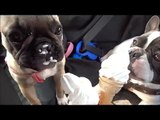 French Bulldog Puppy's first trip to the beach