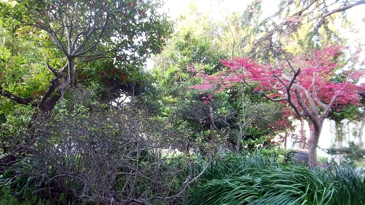 Birds Singing in a Japanese Garden