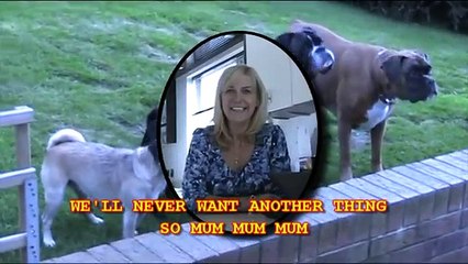 Loca the Pug 'Can we have a rabbit?"