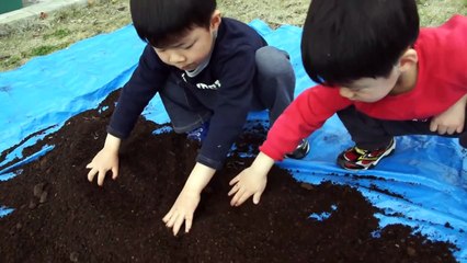 カブトムシの幼虫　マット交換とオスとメスの見分け方