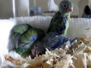 Baby Parrotlets at 3 weeks in brooder - Good Morning!