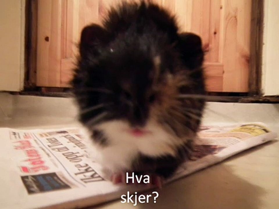 Lurven snakker