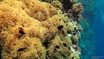 SCUBA Diving Egypt Red Sea - Underwater Video HD