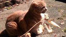 Ce chat aveugle mange des feuilles! Bizarre le minou...