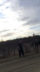 Un élan pas très reconnaissant attaque son sauveur!