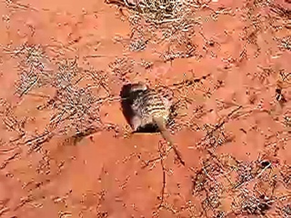Lazuli Cazanna digging
