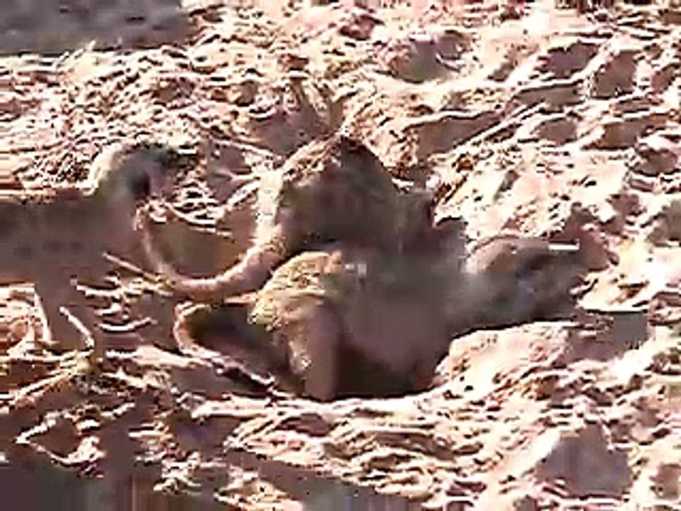 Whiskers digging