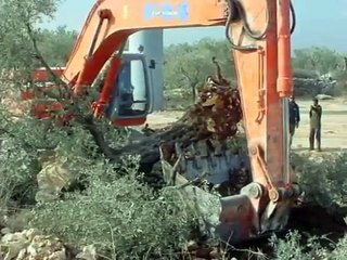 If the Olive Trees knew the hands that planted them, Their Oil would become Tears