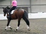 Dressage - Canter, Counter Canter