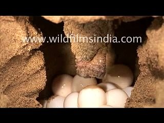 Olive Ridley Turtle laying eggs