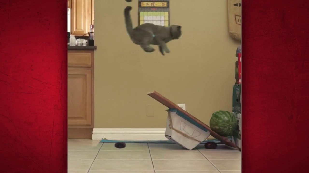 Iron Cat