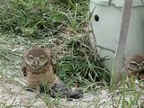 Burrowing Owls first attempt to music