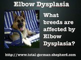 Elbow Dysplasia in the German Shepherd