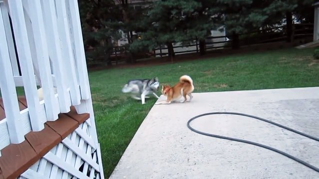 Shiba Inu - Dog Aggression?