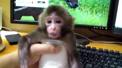 Japanese Macaque Baby