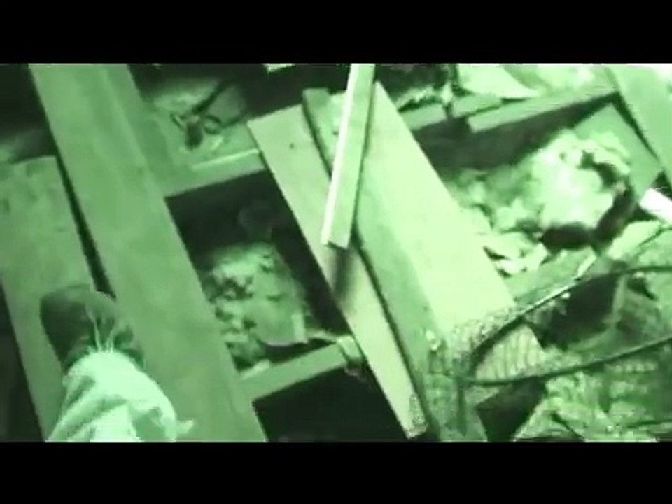 Removing Raccoons from Attic!