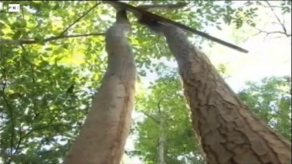 Reportaje sobre tráfico de madera en Nicaragua, Premio de Periodismo Ambiental