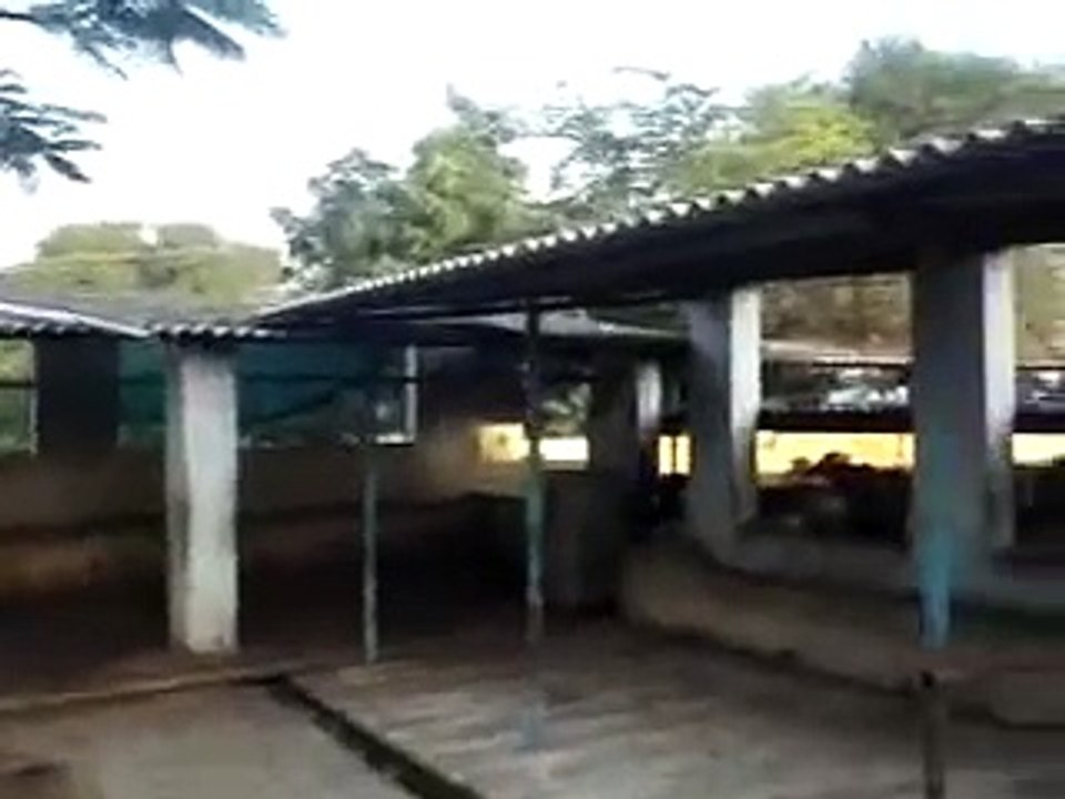 Krishna reddy dairy farm, Nadargul village, one of the best dairy farms in Hyderabad