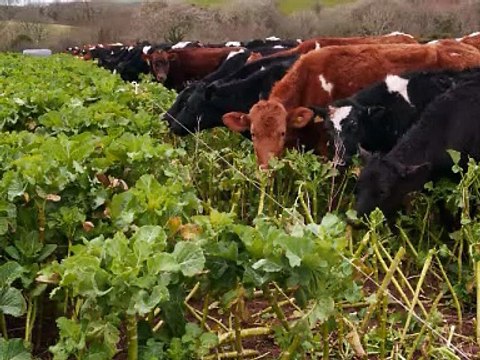 Dairy unit of 500 and heiffer rearing unit in Pembrokeshire - Chris James