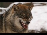 Wolf growling