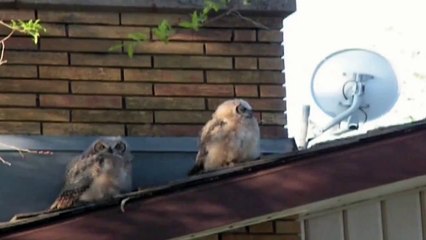 Owl poops and flees