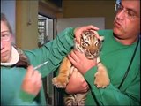 So süß,so cute : Neues von den Tigerbabys; Baby Tigers Tierpark Hamm
