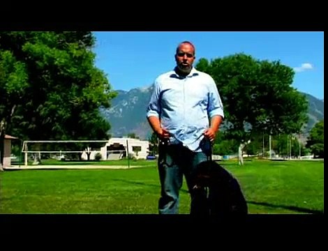 Dog Training Tips : Train for a Rescue Dog