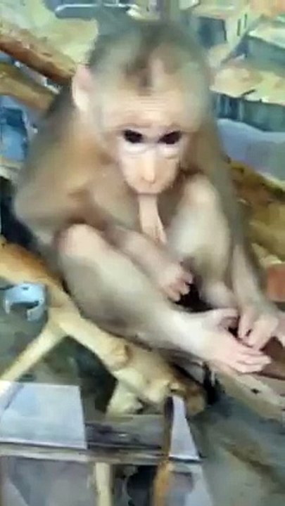 l'homme descend bien du singe