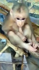 l'homme descend bien du singe