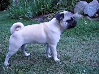 Mopsen Victor 5 måneder gammel juni 2011, Victor The Pug 5 Month.avi