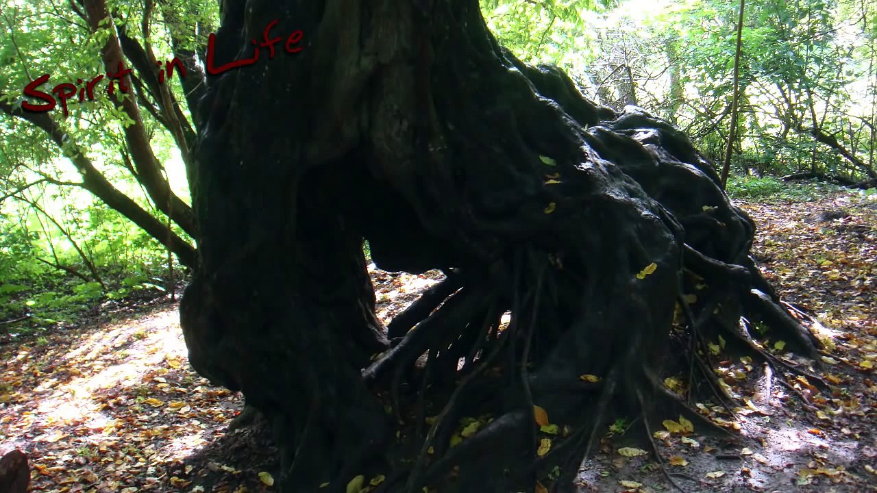 Der Healing Code Timer | The Healing Code Timer | 10 Minuten Timer & Gebet Deutsch