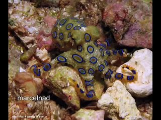 the  blue ringed octopus.beautiful but dangerous creature